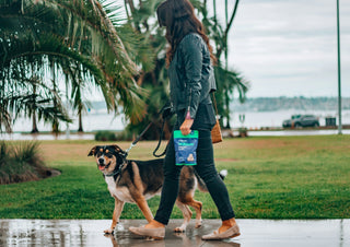 The Ultimate Guide to Dog Walking Accessories: Walk Your Dog Like a Pro