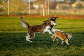 Best Dog Harnesses: How to Choose the Right One for Your Dog