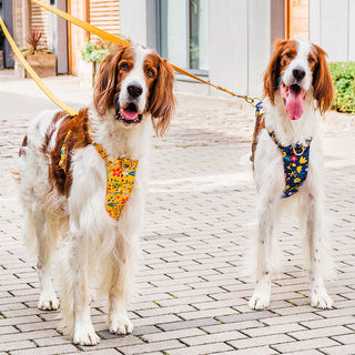 Two Irish Setters standing side by side in Knala harnesses, one Floral Yellow and one Floral Blue, on a city pavement