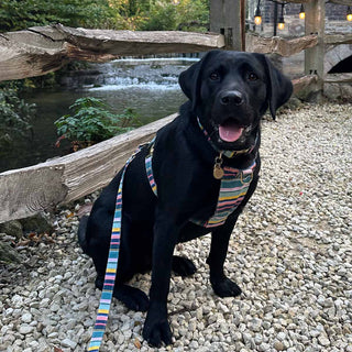 Billie, a black Labrador, in a Knala Colour Stripe harness