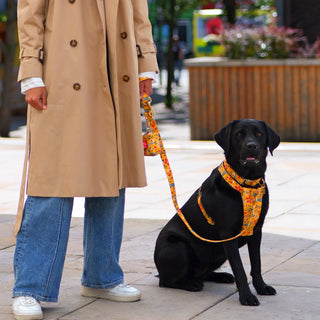 Black Labrador wearing a Floral Yellow organic cotton dog harness with matching Floral Yellow lead and waste bag holder, seated on a city square pavement beside her owner