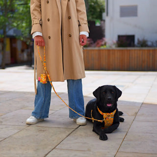 Black Labrador wearing a Floral Yellow organic cotton dog harness, resting on a city square pavement beside her owner