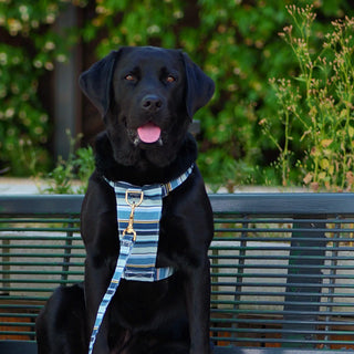 Black Labrador wearing a Sea Blue Stripe organic cotton dog harness, seated on a park bench beside her owner