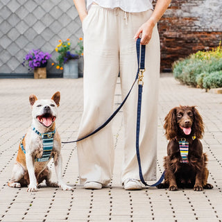 Chocolate spaniel sat next to owner. Owner is holding a Knala Green Foliage lead which it attached to the Knala harness