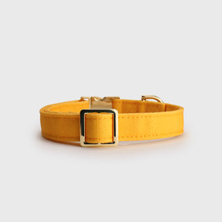 Knala Honey Yellow dog collar in Medium back view on a white background.