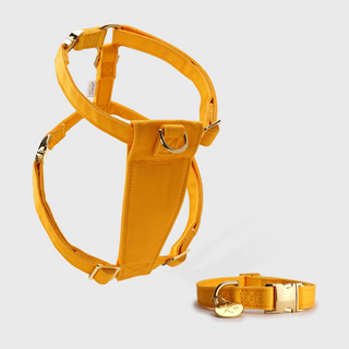 Knala Honey Yellow Harness and Collar Set - harness and collar in warm yellow bamboo webbing with gold hardware