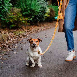 Knala Floral Yellow dog collar on dog outdoors