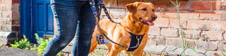 Fox red Labrador in a Knala midnight harness walking with its owner past a blue door, a blue floral lead and waste bag holder clipped on