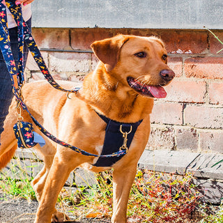 Fox red Labrador in a Knala midnight harness walking with its owner past a blue door, a blue floral lead and waste bag holder clipped on