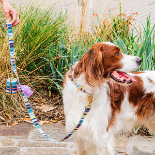 Knala Colour Stripe dog café lead on dog outdoors