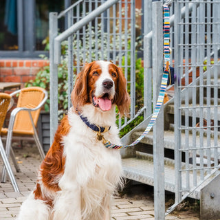 Knala Colour Stripe dog café lead on dog outdoors