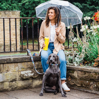 Knala Colour Stripe dog café lead on dog outdoors