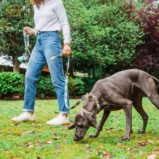 Knala Colour Stripe dog collar on dog outdoors