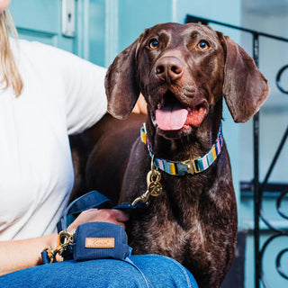 Knala Colour Stripe dog collar on dog outdoors