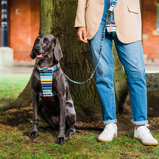 Colour Stripe Dog Harness
