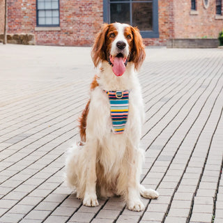 Colour Stripe Dog Harness