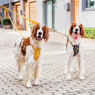Knala Floral Blue Harness on dog walking with another dog wearing Knala Floral Yellow Harness