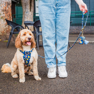 Knala Floral Blue dog harness on dog outdoors