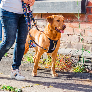 Floral Blue Multipurpose Lead