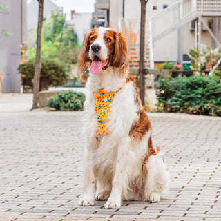 Knala Floral Yellow dog harness on dog outdoors