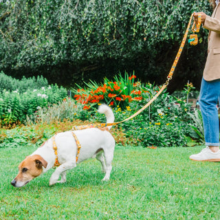 Knala Floral Yellow dog multipurpose lead on dog outdoors