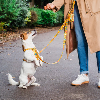 Knala Floral Yellow dog multipurpose lead on dog outdoors