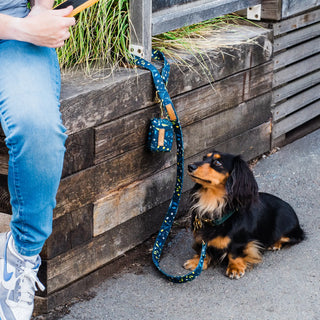 Knala Forest Green dog collar on dog outdoors