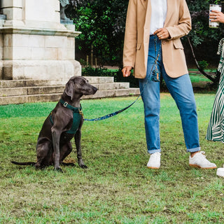 Knala Forest Green dog harness on dog outdoors