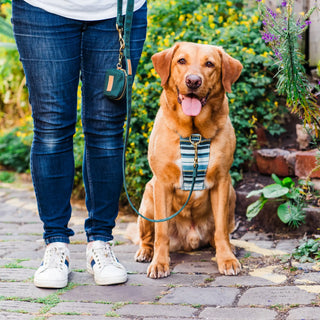 Knala Sea Blue Stripe dog harness on dog outdoors