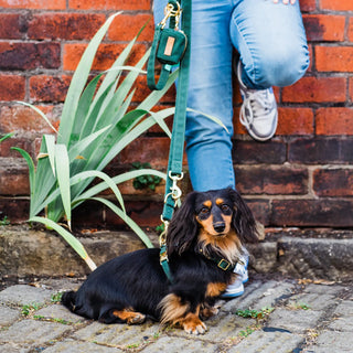 Knala Forest Green dog multipurpose lead on dog outdoors