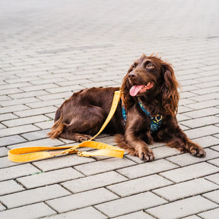 Knala Honey Yellow dog café lead on dog outdoors