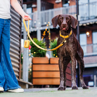 Knala Honey Yellow dog café lead on dog outdoors