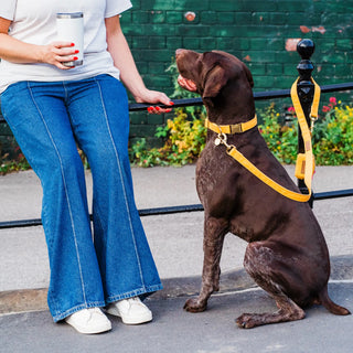 Knala Honey Yellow dog collar on dog outdoors