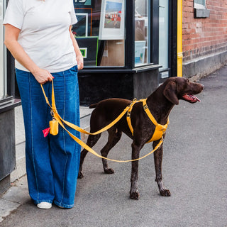 Knala Honey Yellow dog multipurpose lead on dog outdoors