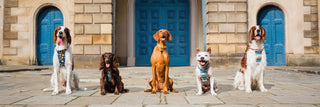 Row of 5 dogs sittin on a pavement wearing knala harnesses and collar. 