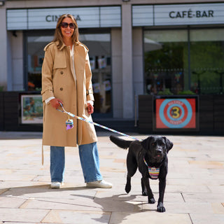Black Labrador wearing a Colour Stripe organic cotton dog harness attached to a match Colour Stripe lead and waste bag holder, walking toward the camera in a sunny city square