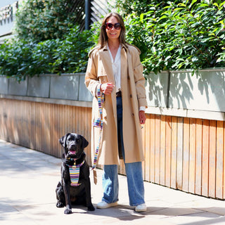 Black Labrador wearing a Colour Stripe organic cotton dog harness, seated on a stone terrace beside her owner