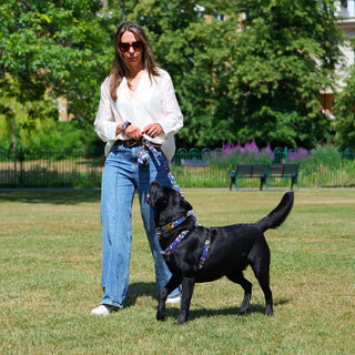Black Labrador wearing a Floral Blue organic cotton dog harness in a public park