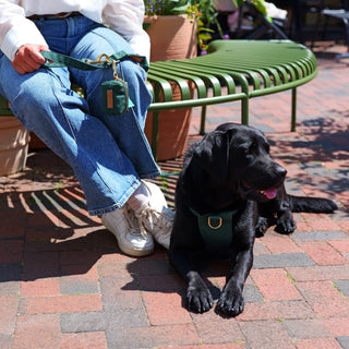 Black Labrador wearing a Forest Green organic cotton dog harness, resting on brick paving at an urban courtyard bench