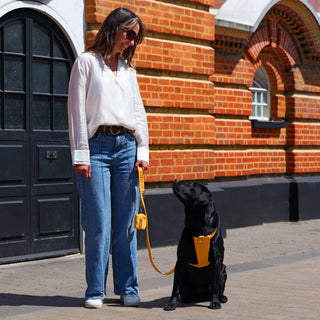 Black Labrador wearing a Honey Yellow organic cotton dog harness, looking up at her owner outside a Victorian civic building