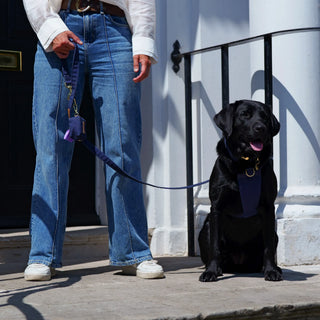 Black Labrador wearing a Midnight Blue organic cotton dog harness, seated on Georgian townhouse steps with a Midnight Blue lead