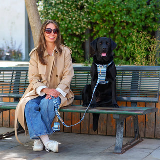Black Labrador wearing a Sea Blue Stripe organic cotton dog harness, seated on a park bench beside her owner