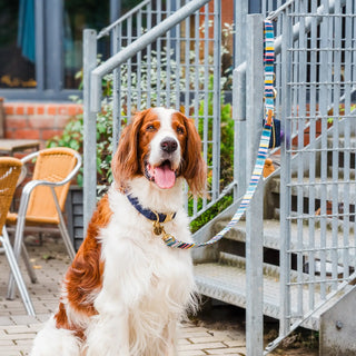 Knala Midnight Blue dog collar on dog outdoors