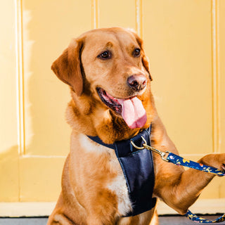 Midnight Blue Dog Harness & Collar Set