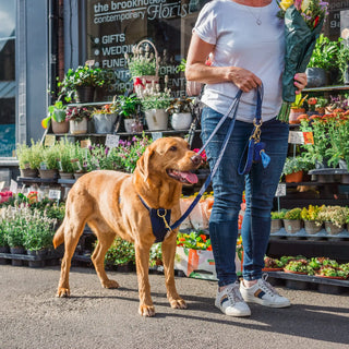 Knala Midnight Blue dog harness on dog outdoors