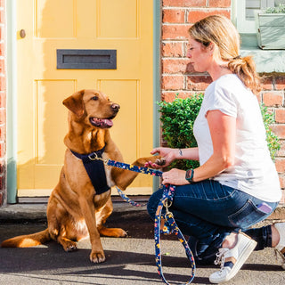 Knala Midnight Blue dog harness on dog outdoors