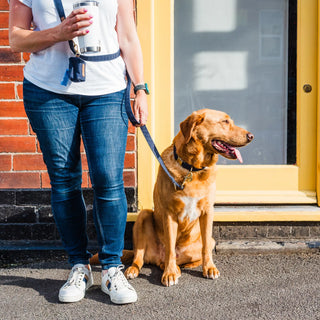 Knala Midnight Blue Dog dog waste bag holder on dog outdoors
