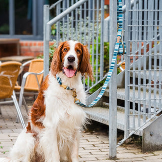 Knala Sea Blue Stripe dog café lead on dog outdoors
