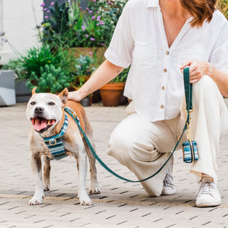 Knala Sea Blue Stripe dog harness on dog outdoors