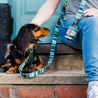 Knala Sea Blue Stripe dog multipurpose lead on dog outdoors
